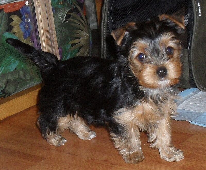Cani