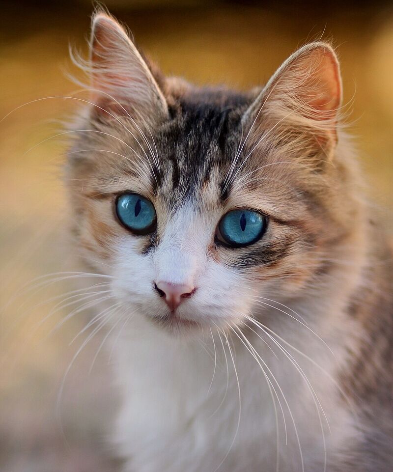 Gatti