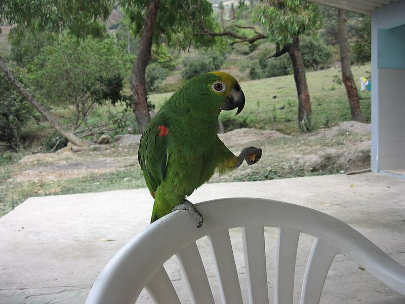 Uccelli