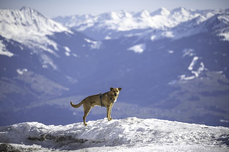 Altri animali