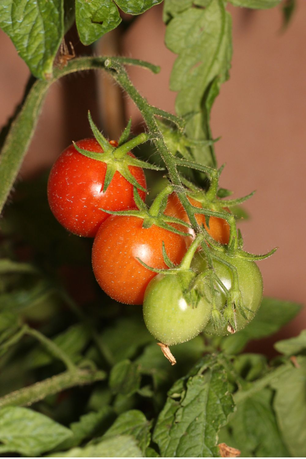 Pomodorini del Piennolo del Vesuvio maturi sulla pianta